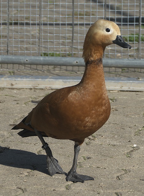 手中
