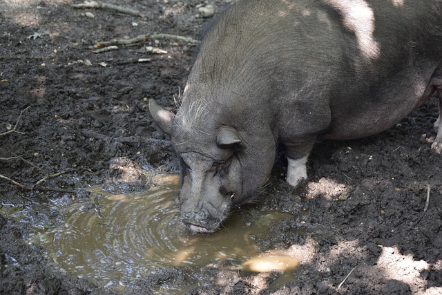 皇马投资的 皇马投资的
